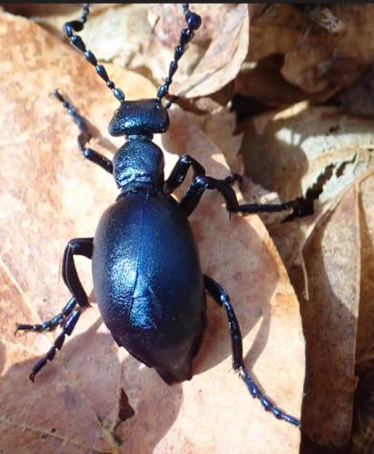 Réf. 338 465 : Meloe violaceus